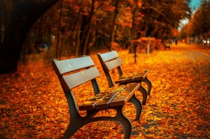 bench-forest-trees-path